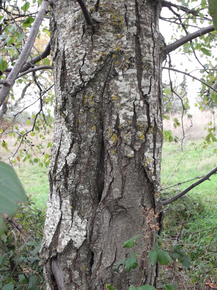 Alnus cordata